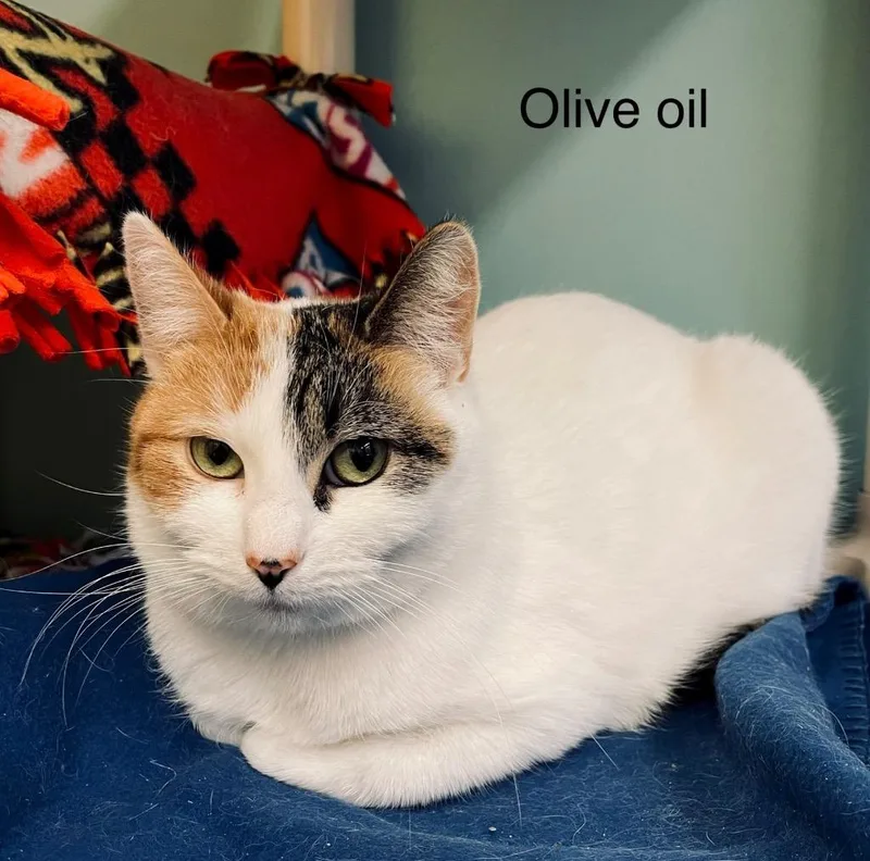 Olive Oil thumbnail 6