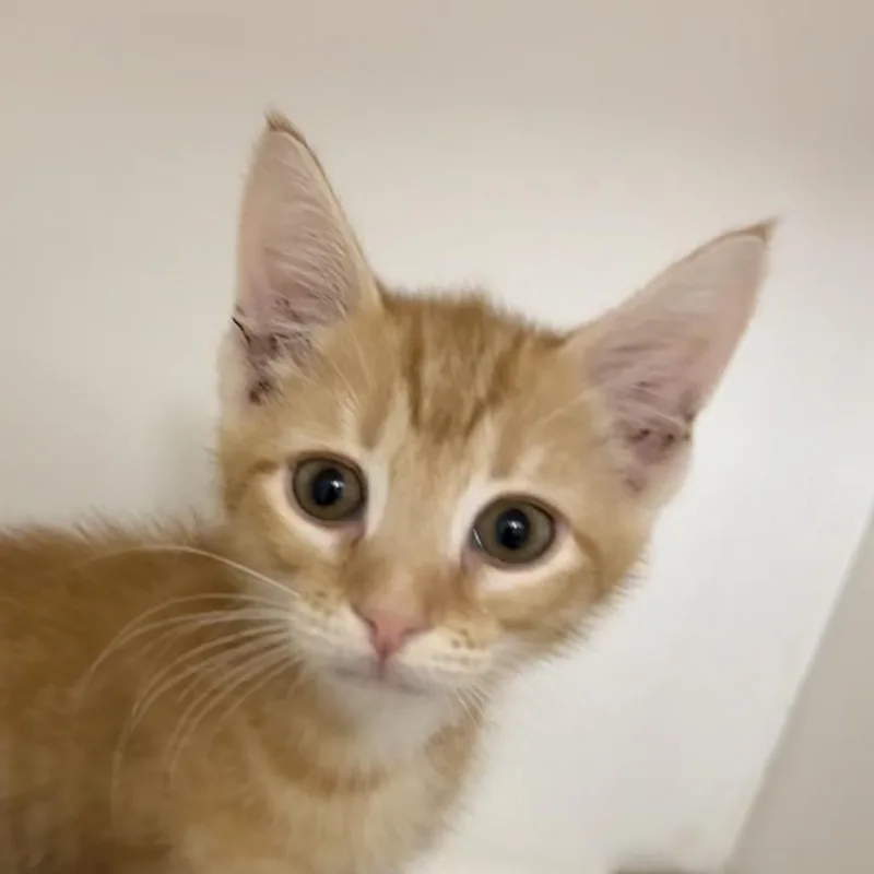 A baby small-sized male Domestic Short Hair cat named Gooseberry for adoption in Cumming, GA