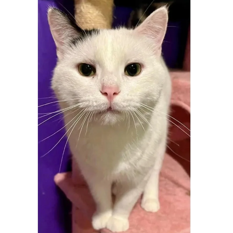 A young medium-sized male White Domestic Short Hair cat named Jersey for adoption in Stoughton, WI