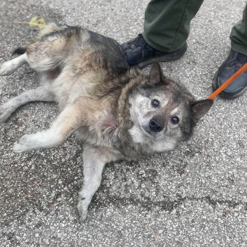 Balto