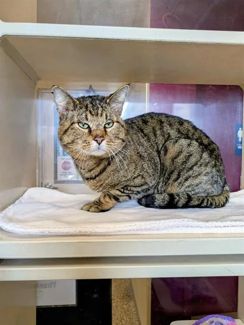 An adult medium-sized male Domestic Short Hair cat named Tuffy for adoption in Frisco, CO