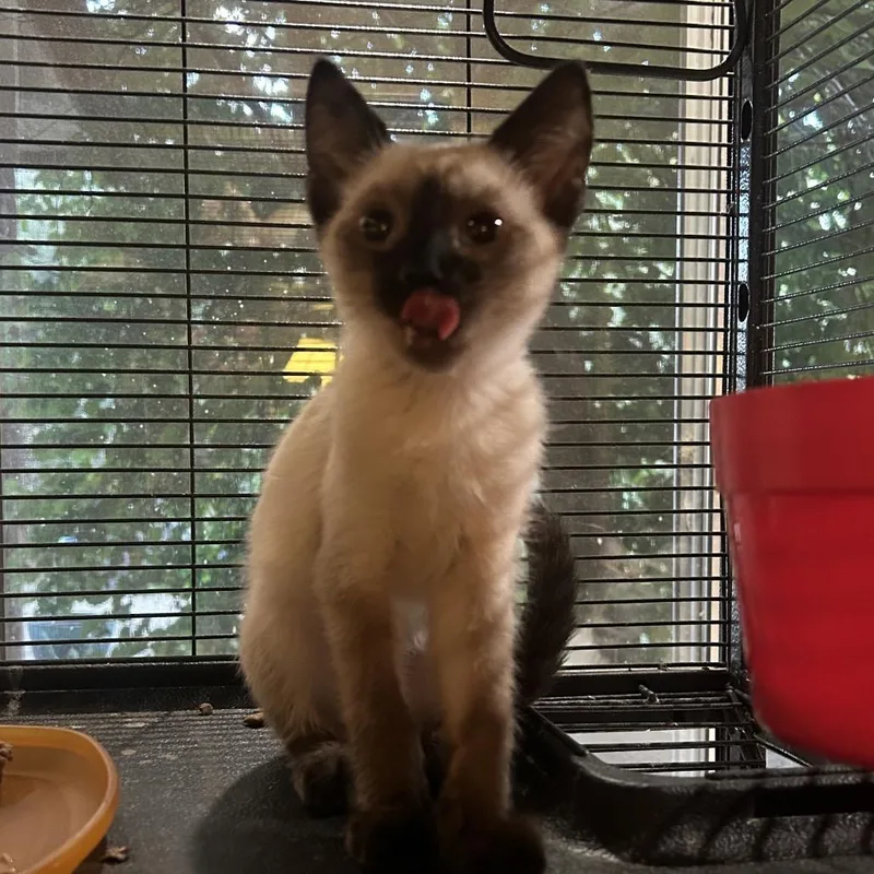 A baby small-sized male Cream / Ivory Siamese cat named LLRFStray for adoption in Calimesa, CA