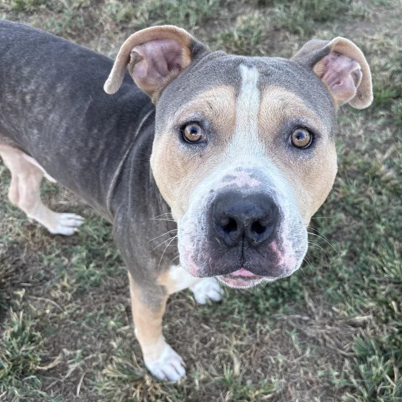 An adult large-sized male Pit Bull Terrier dog named Whiskey for adoption in Owasso, OK