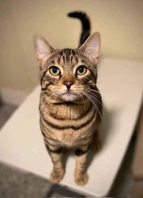 An adult large-sized male Domestic Short Hair cat named Hudson for adoption in Duxbury, MA