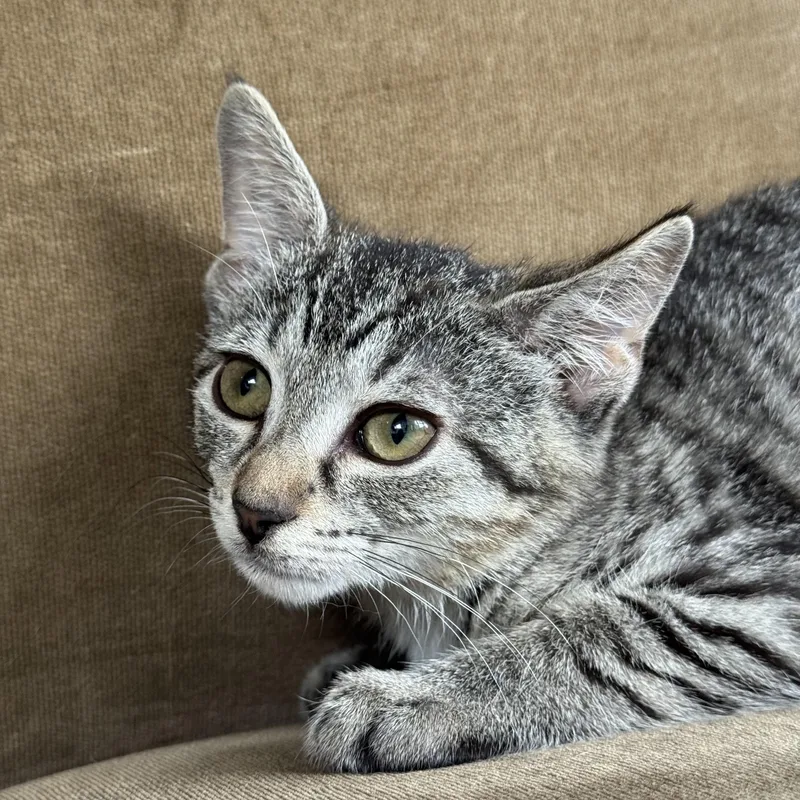 A baby medium-sized male Domestic Short Hair cat named Peach Basil & Birch for adoption in Clifton, NJ