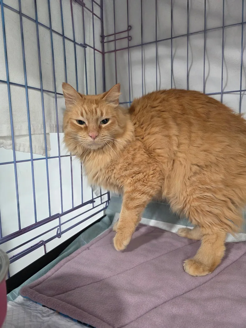 An adult extra large-sized male Domestic Medium Hair cat named Adolf for adoption in Spring Hill, FL