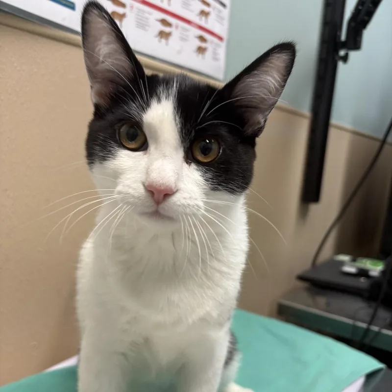 A young medium-sized female White Domestic Short Hair cat named Nirvana for adoption in Tacoma, WA