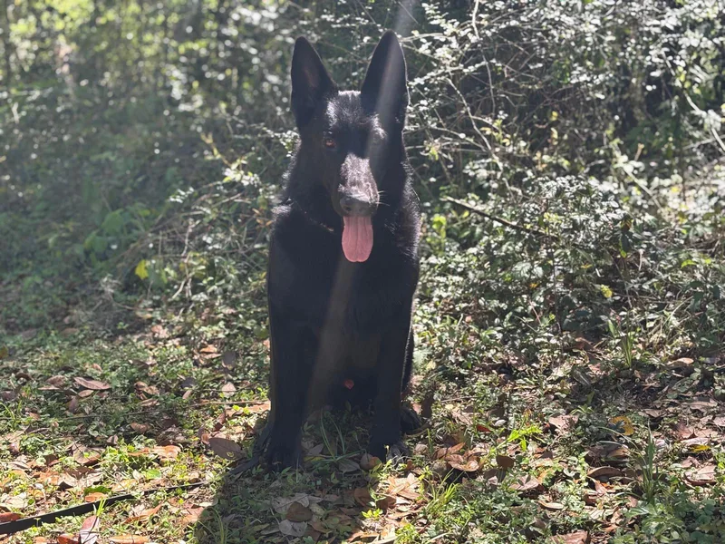 A young large-sized male Black German Shepherd Dog dog named Buster for adoption in Williston, FL