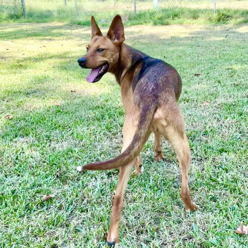 An adult medium-sized male Red / Chestnut / Orange Mountain Cur dog named Mutt Damon for adoption in Lake Jackson, TX