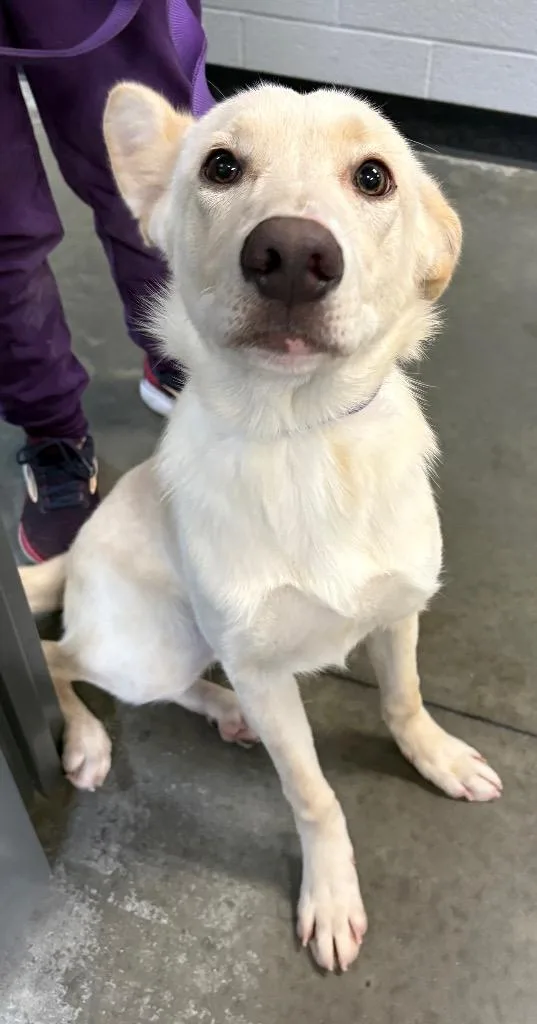A baby medium-sized female Mixed Breed dog named Sloan for adoption in Henderson, NC