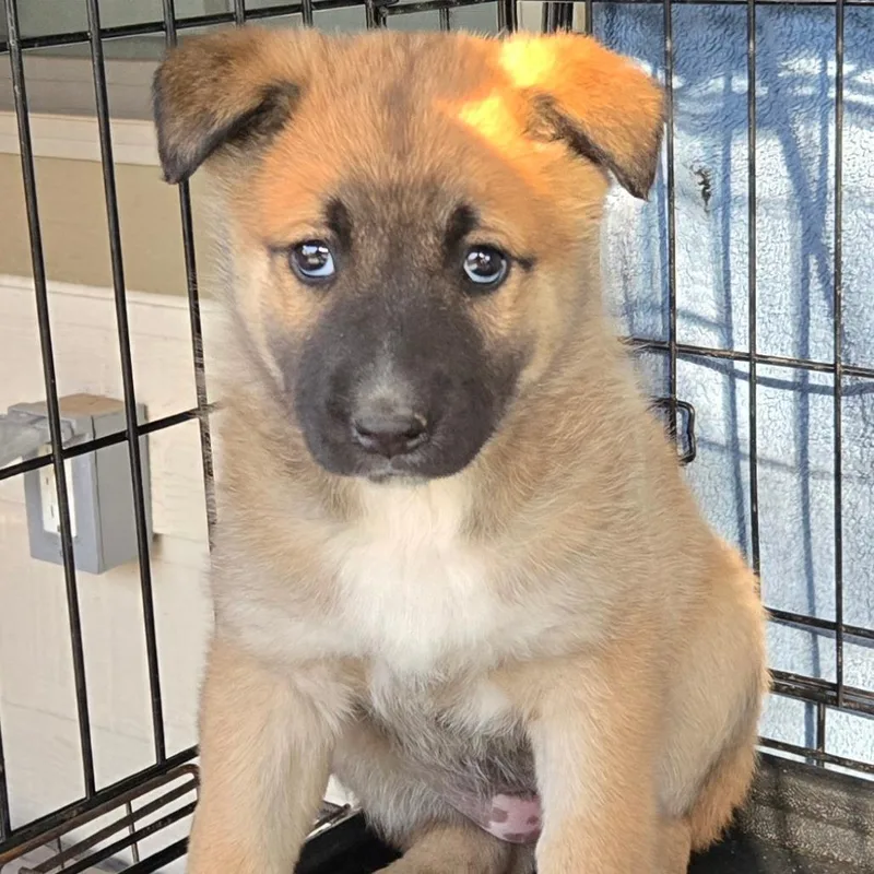 A baby small-sized female Yellow / Tan / Blond / Fawn Shepherd dog named Zeva for adoption in Floresville, TX
