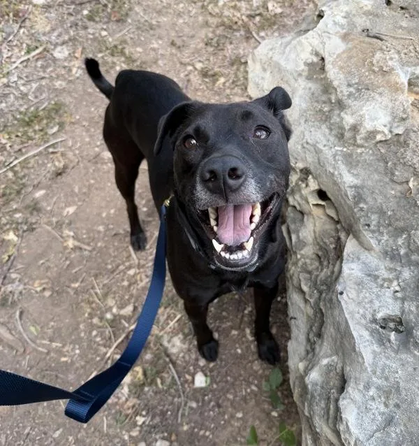 A young medium-sized male Labrador Retriever dog named Pete for adoption in Austin, TX