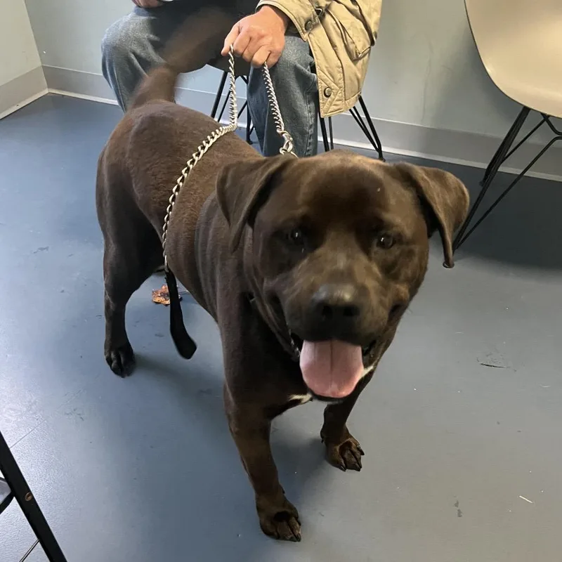 An adult large-sized male Black Rottweiler dog named Bear for adoption in Greensboro, NC