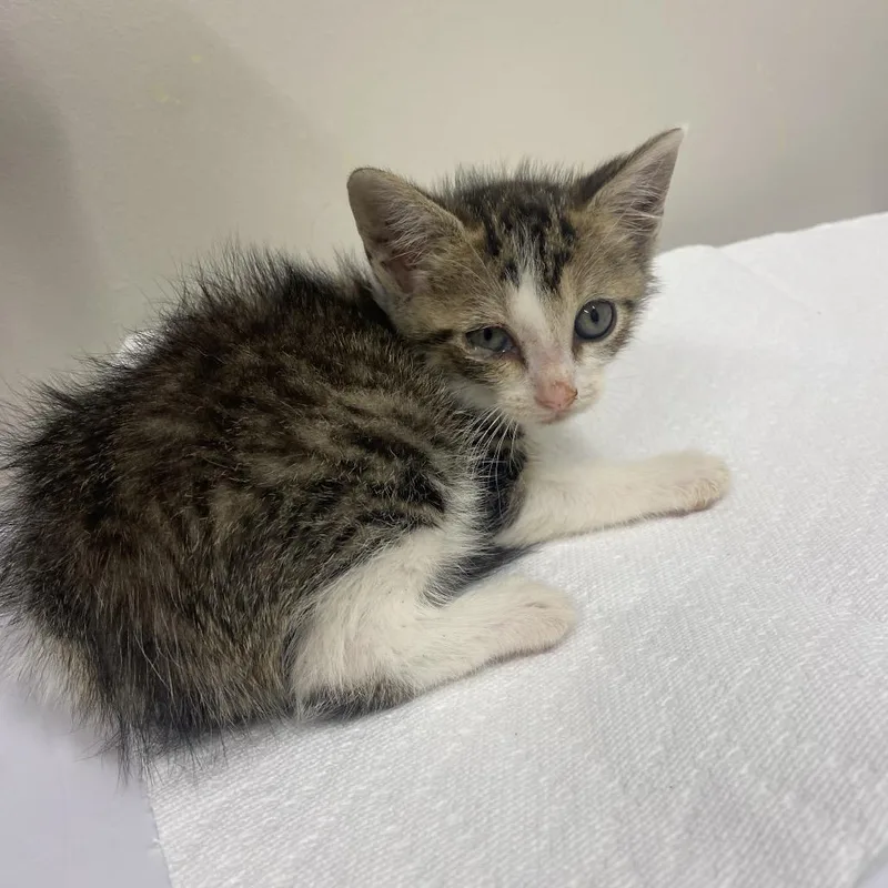 A baby small-sized male Gray / Blue / Silver Domestic Short Hair cat named Zip for adoption in Chattanooga, TN