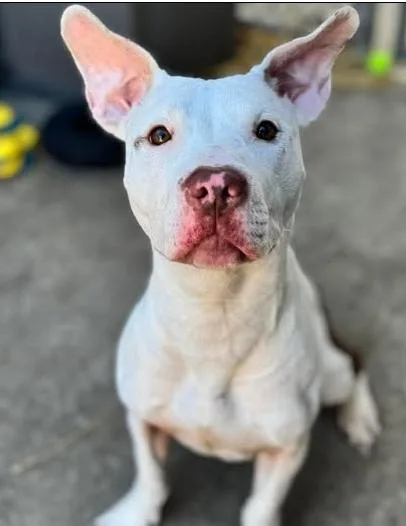A young medium-sized female White / Cream Terrier dog named Mary Puppins for adoption in Palatine, IL