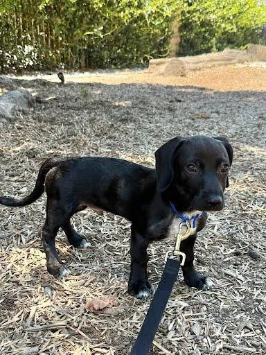 Bruno puppy