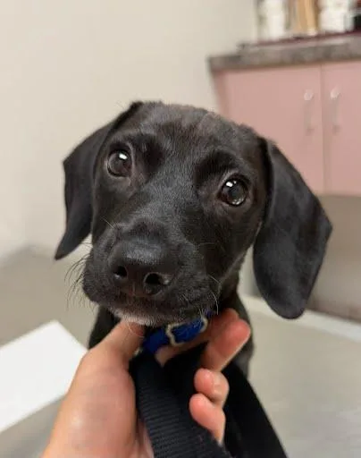 Bruno puppy thumbnail 2