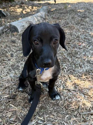 Bruno puppy thumbnail 3