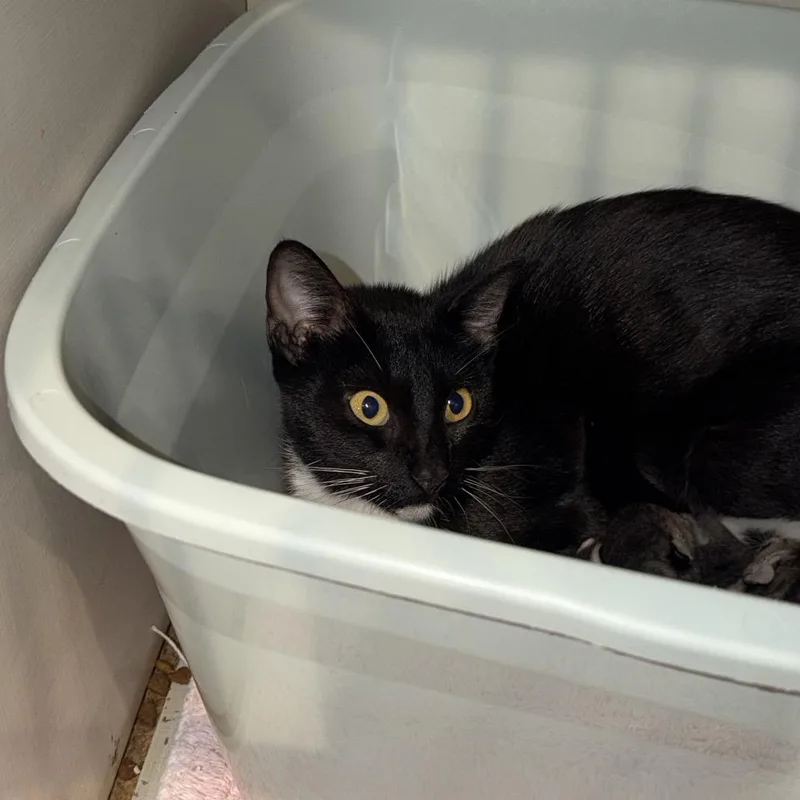 An adult medium-sized female Black Domestic Short Hair cat named Zoe for adoption in Port Charlotte, FL