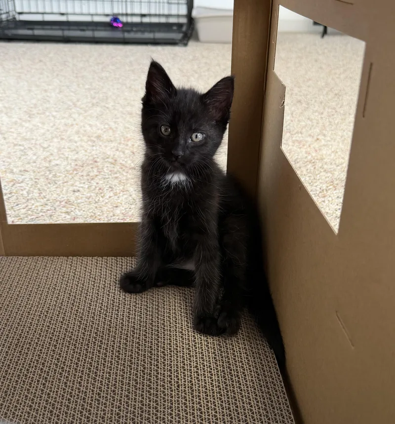 A baby medium-sized female Black Domestic Short Hair cat named Jean Claude for adoption in Mechanicsburg, PA