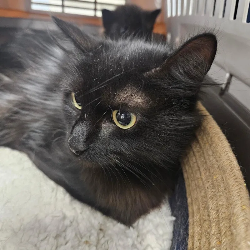 An adult medium-sized female Black Domestic Short Hair cat named Dana for adoption in West Palm Beach, FL