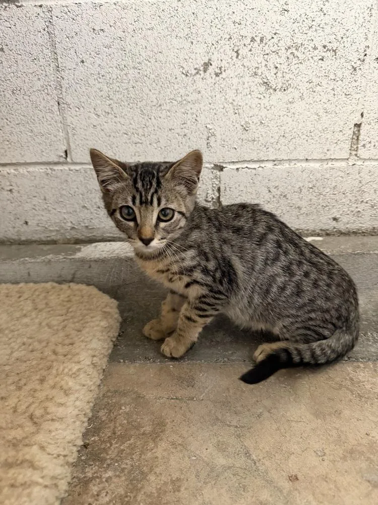 A young small-sized male Domestic Short Hair cat named Richard for adoption in Ontario, CA
