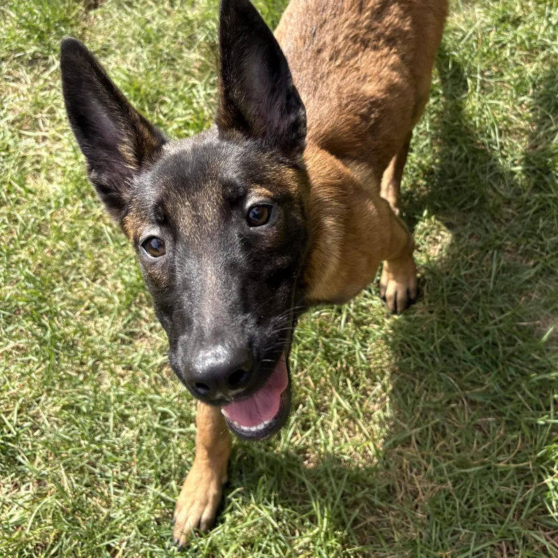 A baby medium-sized female Belgian Shepherd / Malinois dog named Kenzie for adoption in Duxbury, MA