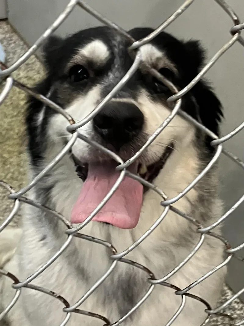 A young medium-sized female Border Collie dog named Lucy for adoption in Parma, OH