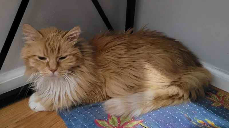 A senior medium-sized male Orange & White Domestic Long Hair cat named Mr. Fluff for adoption in Washington Grove, MD