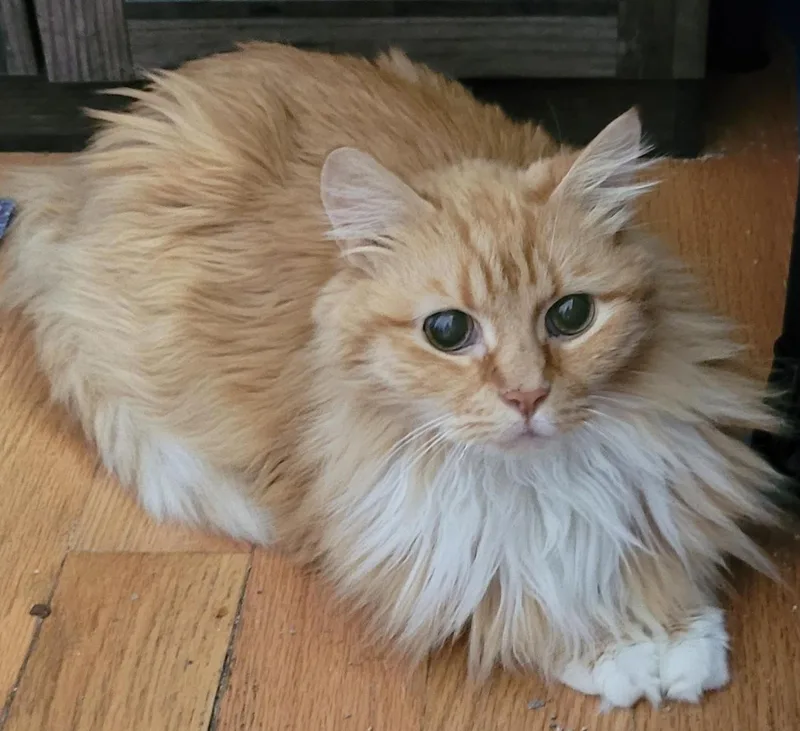Mr. Fluff thumbnail 2
