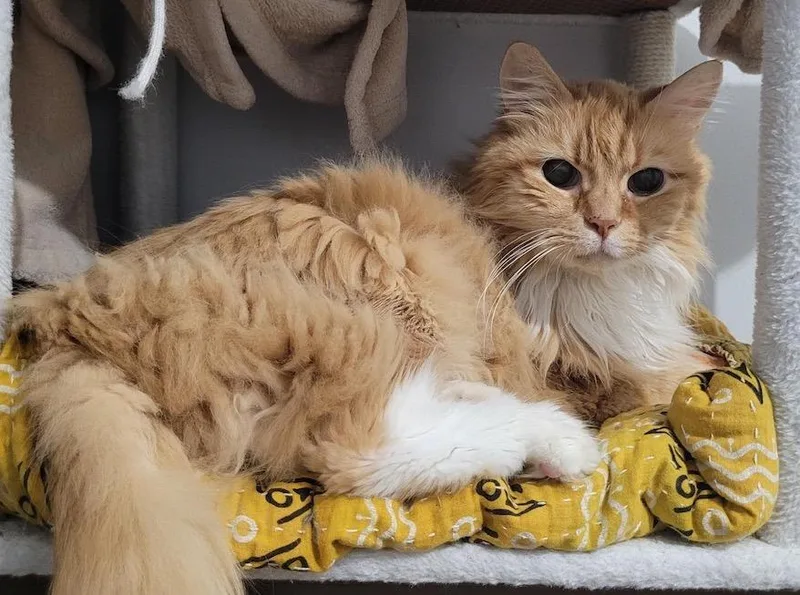 Mr. Fluff thumbnail 3