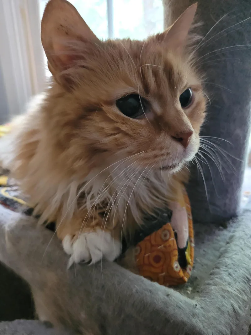 Mr. Fluff thumbnail 4