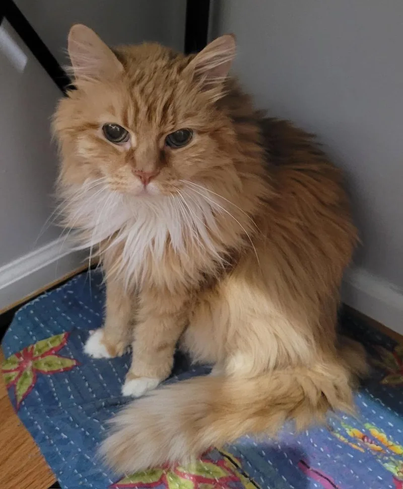 Mr. Fluff thumbnail 5