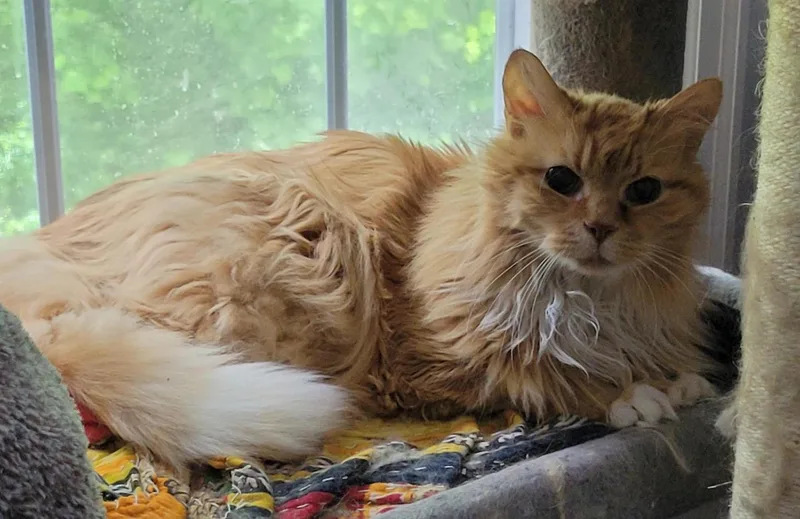 Mr. Fluff thumbnail 6