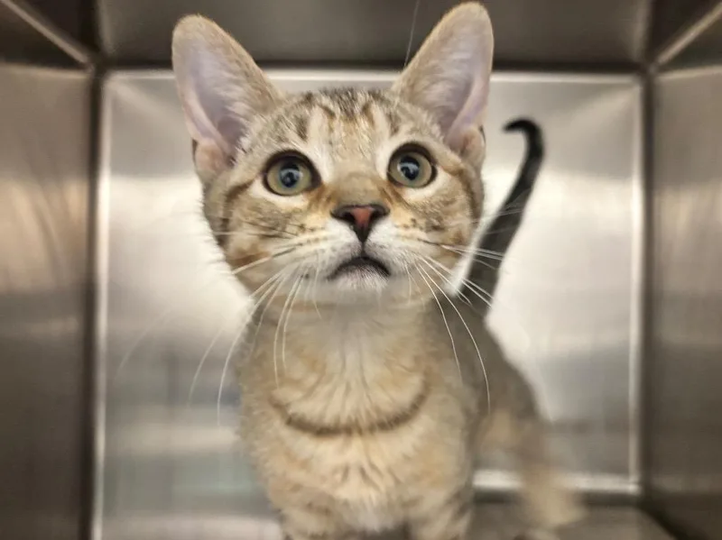 A baby small-sized male Domestic Short Hair cat named Kenny Clawgers for adoption in Powell, OH