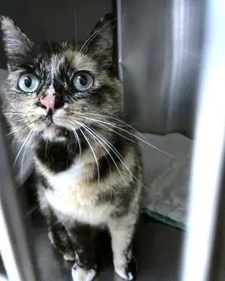 An adult medium-sized female Domestic Short Hair cat named Miko for adoption in Washington, DC