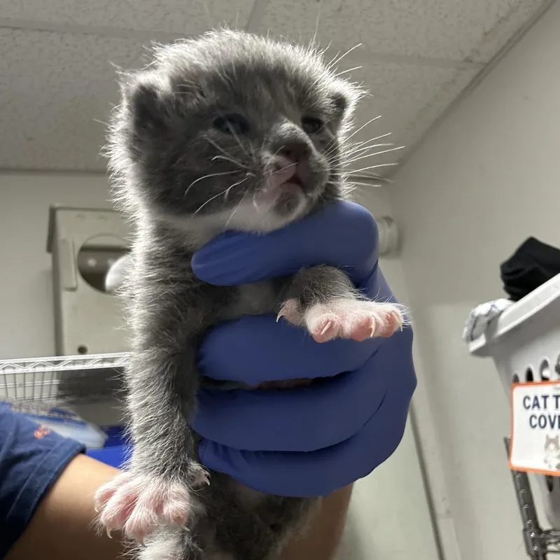 A baby small-sized female Gray / Blue / Silver Domestic Short Hair cat named Seis for adoption in Philadelphia, PA
