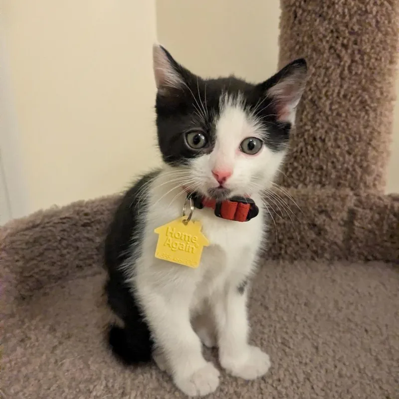 A baby small-sized male Black Domestic Short Hair cat named Tulip for adoption in Springfield, MA
