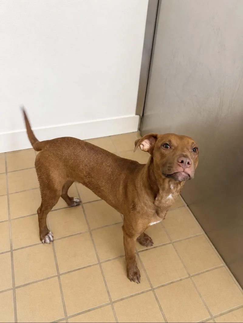 A young medium-sized male Mixed Breed dog named Junior for adoption in Norwich, NY