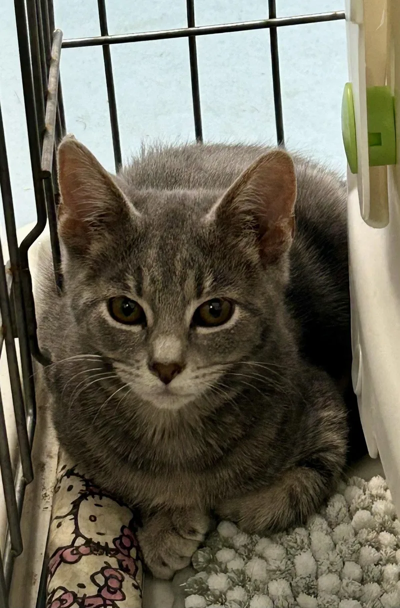 A young medium-sized female Gray / Blue / Silver Domestic Short Hair cat named Rogue  Meet me for adoption in Elkins, WV