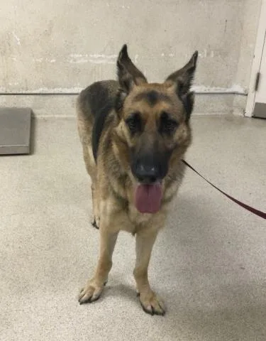 An adult large-sized female German Shepherd Dog dog named Nani for adoption in Riverside, CA