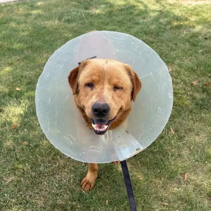 An adult large-sized male Yellow / Tan / Blond / Fawn Mixed Breed dog named Manchester for adoption in Dearborn, MI