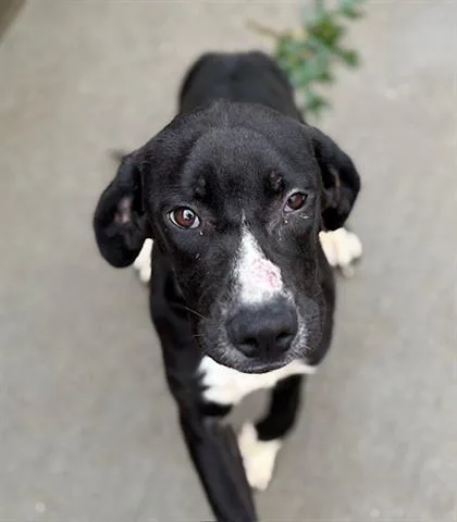A young small-sized female Plott Hound dog named Lily for adoption in Tulsa, OK
