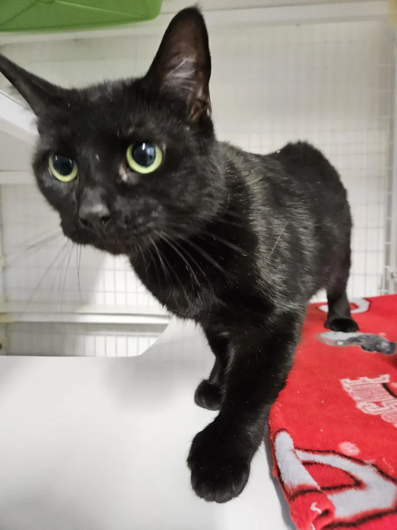 An adult medium-sized female Domestic Short Hair cat named Whoppers for adoption in Claremont, NH