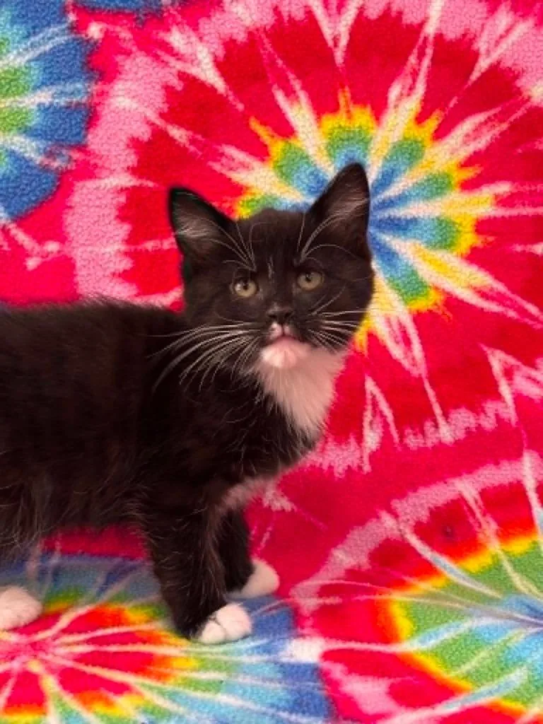 A baby small-sized male Domestic Short Hair cat named Hopper for adoption in Warrenton, NC