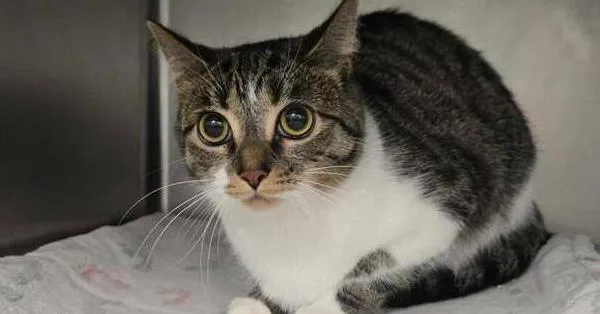 An adult medium-sized female Domestic Short Hair cat named Louella for adoption in Bowling Green, OH