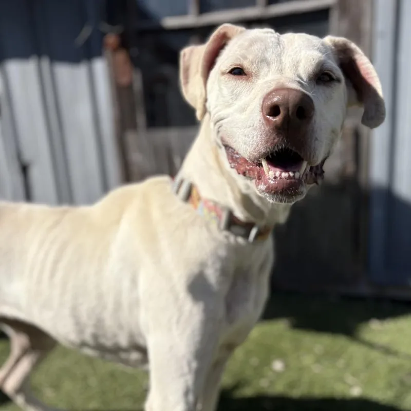 An adult medium-sized female White / Cream Labrador Retriever dog named Holly for adoption in Buchanan Dam, TX