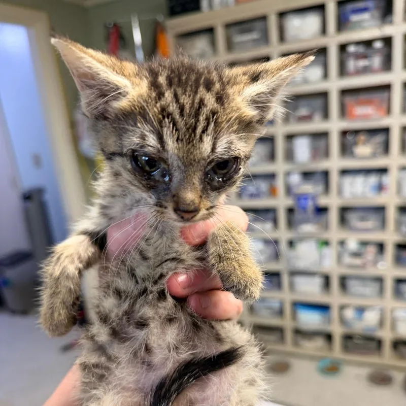 A baby small-sized female Brown / Chocolate Domestic Short Hair cat named Macey for adoption in Mount Juliet, TN