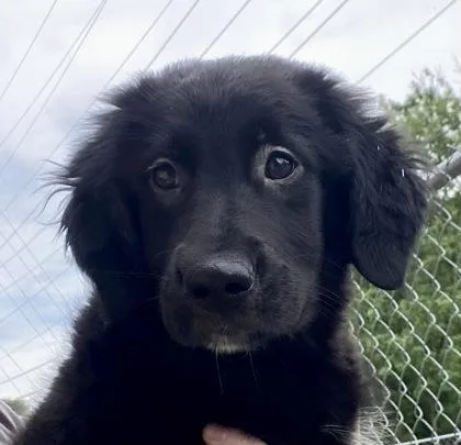 Stella