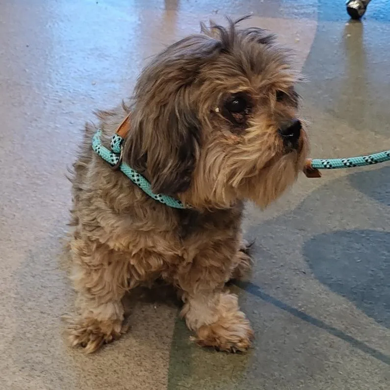 An adult small-sized female Brown / Chocolate Terrier dog named IEPAStray for adoption in Upland, CA